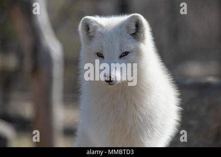 Arctic Fox In Springtime Stock Photo Alamy