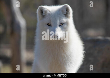 Arctic Fox in springtime. Stock Photo