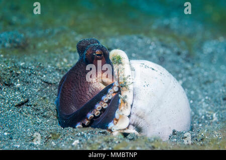 Veined octopus [Octopus marginatus].  This octopus can bury in the sand or mud but frequently hides in shells or pieces of coconut shells.  Lembeh Str Stock Photo