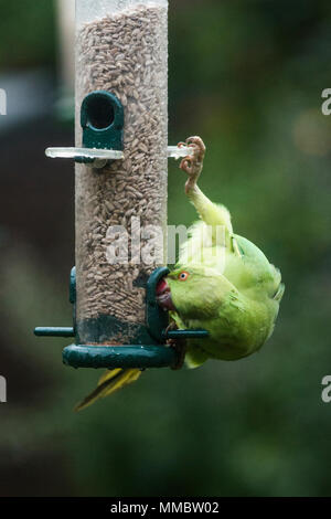Rose-ringed or ring-necked parakeet (Psittacula krameri), acrobat on bird feeder in garden.  London, UK. Stock Photo