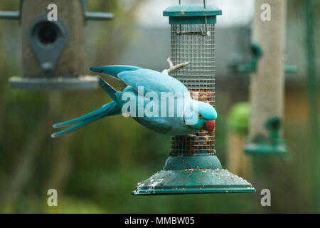 Rose-ringed or ring-necked parakeet (Psittacula krameri), blue mutation on bird feeder in garden.  London, UK. Stock Photo