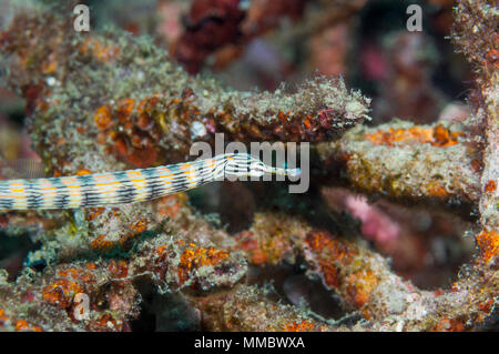 Scribbled pipefish [Corythoichthys intestinalis].  Lembeh Strait, North Sulawesi, Indonesia. Stock Photo