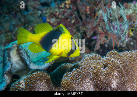Two-banded soapfish (Diploprion bifasciatum).  West Papua, Indonesia. Stock Photo