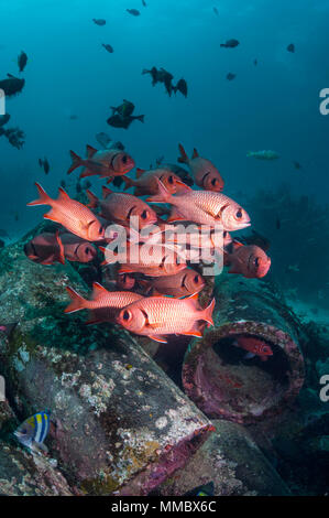 Bigscale soldierfish (Myripristis berndti).  Malaysia. Stock Photo