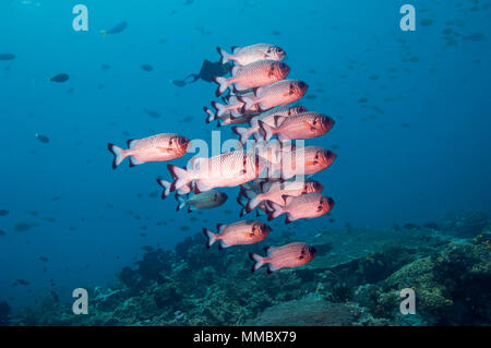 Shadowfin soldierfish [Myripristis adusta].  West Papua, Indonesia. Stock Photo