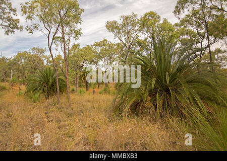 Macrozamia moorei, zamia palms, cycads, growing among grasses and eucalyptus trees at Minerva Hills National Park, central Queensland Australia Stock Photo