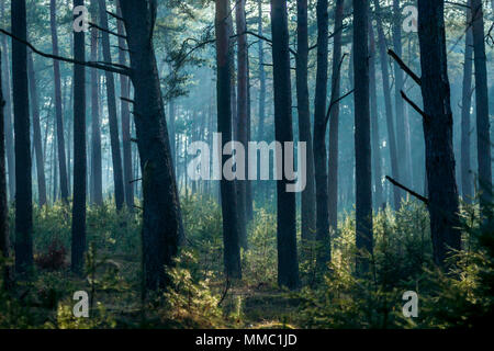 Sunbeams entering coniferous stand on a misty autumnal morning Stock Photo