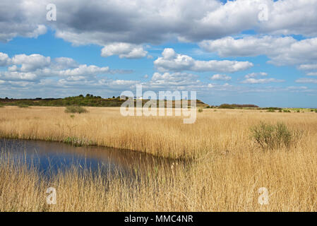 Reedbeds at Minsmere, RSPB reserve, Suffolk, England UK Stock Photo