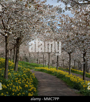 The Cherry Orchard in full bloom in The Alnwick Garden, Alnwick, Northumberland, North East England, England, United Kingdom Stock Photo