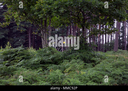 A pylon seen through the trees and bracken of the beautiful deciduous and coniferous woodland of the Devils Punchbowl, relax in Surrey, England, UK. Stock Photo