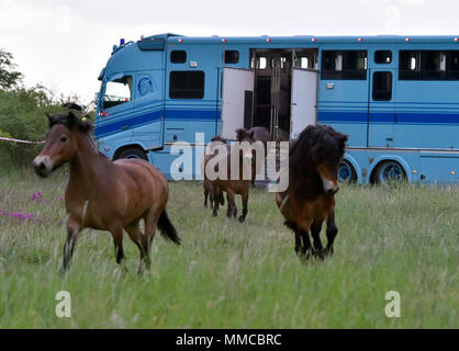 Eleven wild horses arrived from Exmoor, England, in the Podyji National Park in south Moravia today, on Thursday, May 10, 2018, to graze on local heathlands and prevent the undesired spread of invasive plants. The horses arrived in a special transport, covering the distance of over 1,700 kilometres. They were divided into two herds of five and six heads, each of which has been released in a different locality within the Podyji National Park that spreads along the Dyje (Thaya), a border river between South Moravia and Lower Austria. The horses are to maintain an area of about 70 hectares. Wild Stock Photo