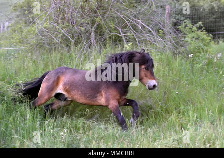 Eleven wild horses arrived from Exmoor, England, in the Podyji National Park in south Moravia today, on Thursday, May 10, 2018, to graze on local heathlands and prevent the undesired spread of invasive plants. The horses arrived in a special transport, covering the distance of over 1,700 kilometres. They were divided into two herds of five and six heads, each of which has been released in a different locality within the Podyji National Park that spreads along the Dyje (Thaya), a border river between South Moravia and Lower Austria. The horses are to maintain an area of about 70 hectares. Wild Stock Photo