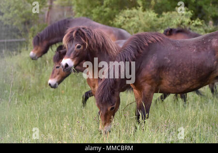 Eleven wild horses arrived from Exmoor, England, in the Podyji National Park in south Moravia today, on Thursday, May 10, 2018, to graze on local heathlands and prevent the undesired spread of invasive plants. The horses arrived in a special transport, covering the distance of over 1,700 kilometres. They were divided into two herds of five and six heads, each of which has been released in a different locality within the Podyji National Park that spreads along the Dyje (Thaya), a border river between South Moravia and Lower Austria. The horses are to maintain an area of about 70 hectares. Wild Stock Photo