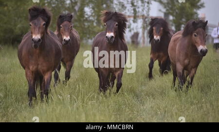 Eleven wild horses arrived from Exmoor, England, in the Podyji National Park in south Moravia today, on Thursday, May 10, 2018, to graze on local heathlands and prevent the undesired spread of invasive plants. The horses arrived in a special transport, covering the distance of over 1,700 kilometres. They were divided into two herds of five and six heads, each of which has been released in a different locality within the Podyji National Park that spreads along the Dyje (Thaya), a border river between South Moravia and Lower Austria. The horses are to maintain an area of about 70 hectares. Wild Stock Photo