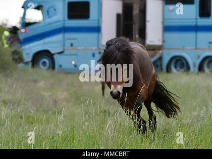 Eleven wild horses arrived from Exmoor, England, in the Podyji National Park in south Moravia today, on Thursday, May 10, 2018, to graze on local heathlands and prevent the undesired spread of invasive plants. The horses arrived in a special transport, covering the distance of over 1,700 kilometres. They were divided into two herds of five and six heads, each of which has been released in a different locality within the Podyji National Park that spreads along the Dyje (Thaya), a border river between South Moravia and Lower Austria. The horses are to maintain an area of about 70 hectares. Wild Stock Photo