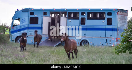 Eleven wild horses arrived from Exmoor, England, in the Podyji National Park in south Moravia today, on Thursday, May 10, 2018, to graze on local heathlands and prevent the undesired spread of invasive plants. The horses arrived in a special transport, covering the distance of over 1,700 kilometres. They were divided into two herds of five and six heads, each of which has been released in a different locality within the Podyji National Park that spreads along the Dyje (Thaya), a border river between South Moravia and Lower Austria. The horses are to maintain an area of about 70 hectares. Wild Stock Photo