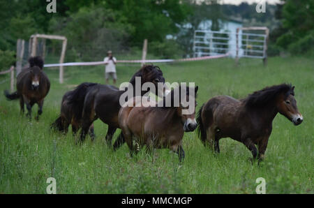 Eleven wild horses arrived from Exmoor, England, in the Podyji National Park in south Moravia today, on Thursday, May 10, 2018, to graze on local heathlands and prevent the undesired spread of invasive plants. The horses arrived in a special transport, covering the distance of over 1,700 kilometres. They were divided into two herds of five and six heads, each of which has been released in a different locality within the Podyji National Park that spreads along the Dyje (Thaya), a border river between South Moravia and Lower Austria. The horses are to maintain an area of about 70 hectares. Wild Stock Photo