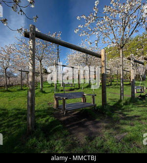 The Cherry Orchard in full bloom in The Alnwick Garden, Alnwick, Northumberland, North East England, England, United Kingdom Stock Photo