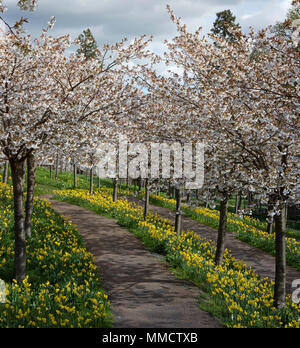 The Cherry Orchard in full bloom in The Alnwick Garden, Alnwick, Northumberland, North East England, England, United Kingdom Stock Photo