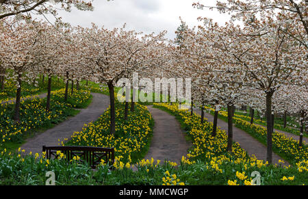 The Cherry Orchard in full bloom in The Alnwick Garden, Alnwick, Northumberland, North East England, England, United Kingdom Stock Photo