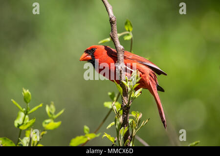 A northern cardinal spotted in the wild in Central Appalachia Stock ...