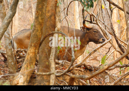 Banteng (Bos javanicus - birmanicus) a wild cattle of Southeast Asia Stock Photo