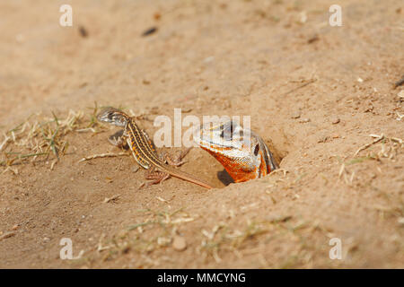 Common butterfly lizard /Butterfly agama (Leiolepis belliana ssp. ocellata) emerge from the burrow with newborn Stock Photo