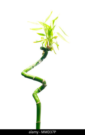 Fresh green branches of bamboo on white background. Stock Photo