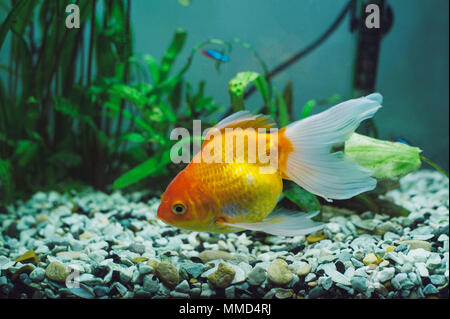 Aquarium fish - Red Parrot Cichlid Stock Photo