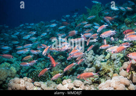 School of Crown squirrelfish (Sargocentron diadema).  Egypt, Red Sea. Stock Photo