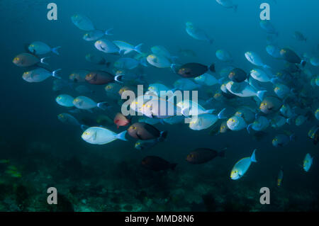 Elongate surgeonfish [Acanthurus mata] school.  Indonesial Stock Photo