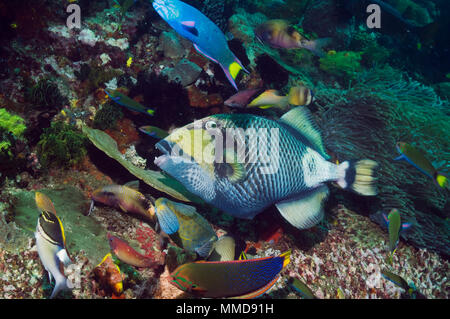 Giant triggerfish (Balistoides viridescens) feeding on coral reef Stock Photo