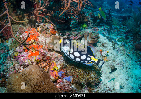 Clown triggerfish [Balistoides conspicillum].  Raja Ampat, West Papua, Indonesia. Stock Photo