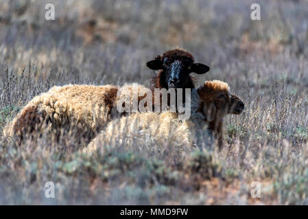 Sheep and lamb rest on ground Stock Photo