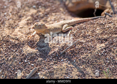 Spotted toad-headed Agama on sand close Stock Photo