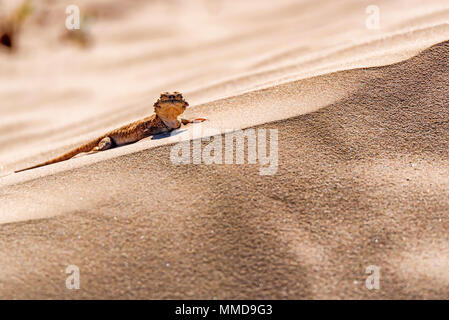 Spotted toad-headed Agama on sand close Stock Photo