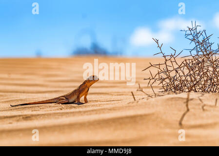 Spotted toad-headed Agama on sand close Stock Photo