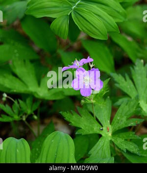 Bright pink flowers of a wild geranium plant in a spring forest. Stock Photo