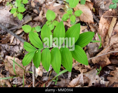 Bright green leaves of a smooth Solomon's seal plant in a forest. Stock Photo