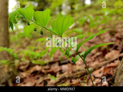 Scenic view of a smooth Solomon's seal plant with paired flower buds. Stock Photo
