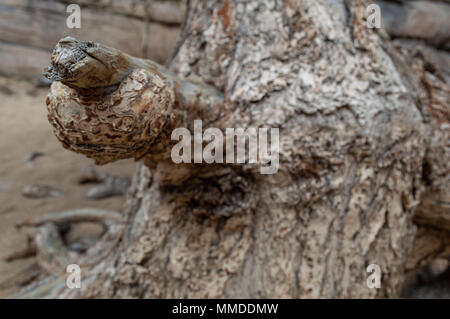 Close-up Perspective View of Gnarled Tree Branch Stock Photo
