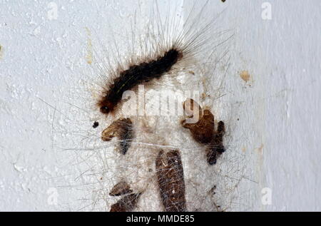 6 White Cedar Moth Larvae Images, Stock Photos, 3D objects, & Vectors