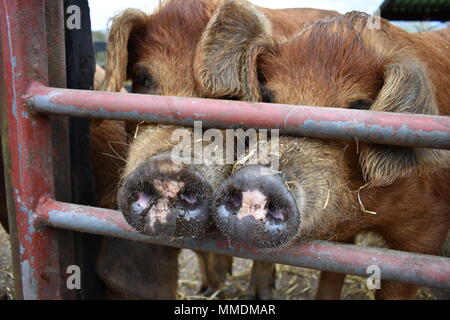 Pig Snouts at a farm in the Lake Dsitrict Stock Photo