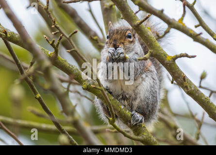 Eastern Grey Squirrel (Sciurus carolinensis) sitting in a tree eating a nut in Spring in West Sussex, England, UK. Eastern Gray Squirrel. Stock Photo