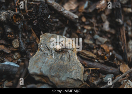 brown spider with egg sack on the ground of a forest, on top of a stone Stock Photo