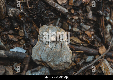 brown spider with egg sack on the ground of a forest, on top of a stone Stock Photo