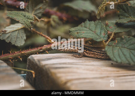 brown lizard in the field on top of a wooden trunk looking at camera Stock Photo