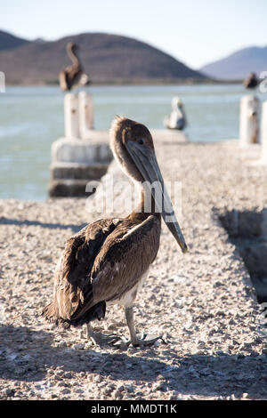 Pelican rests on dock in the Gulf of California near 'Cerro Cabezón' in Navachiste, Sinaloa, part of the Islands of Baja California Naturally Protecte Stock Photo