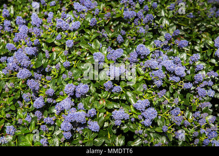 Ceanothus thyrsiflorus repens, blue blossom, or blue blossom ceanothus, is evergreen and provides excellent ground cover with a mass of blue flowers i Stock Photo
