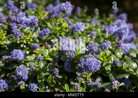 Ceanothus thyrsiflorus repens, blue blossom, or blue blossom ceanothus, is evergreen and provides excellent ground cover with a mass of blue flowers i Stock Photo
